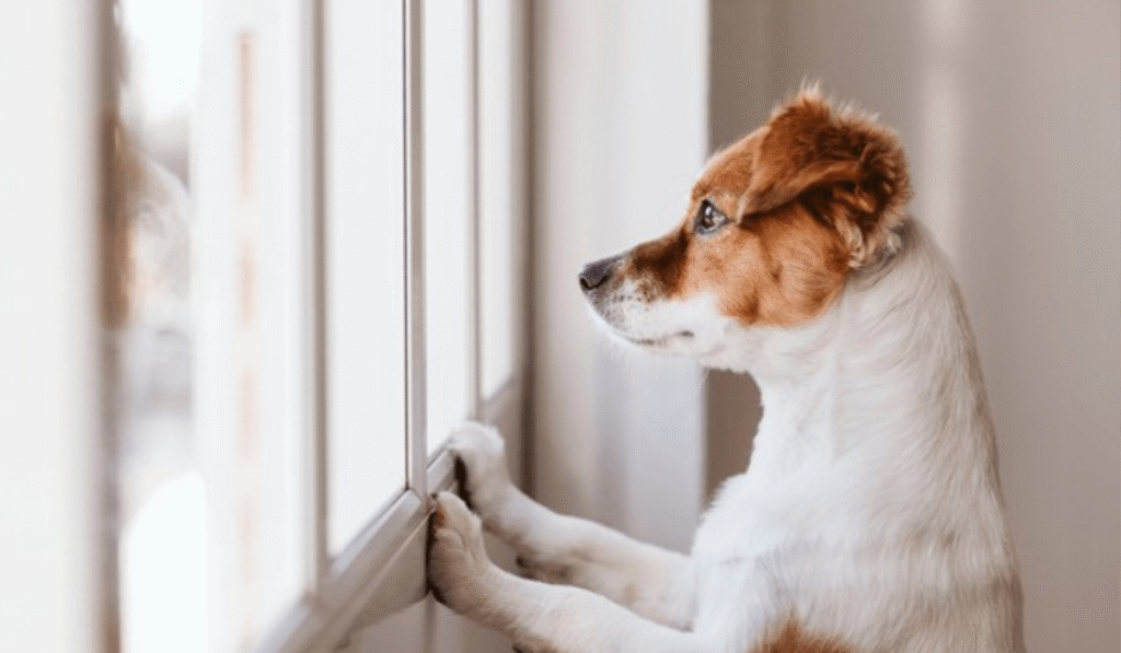 BMC guidelines 2025 for pet owners in housing societies