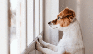 BMC guidelines 2025 for pet owners in housing societies