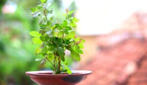 Tulsi plant Vastu direction and tips