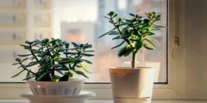 Jade Plant Direction as per Vastu: Attract Wealth and Positivity